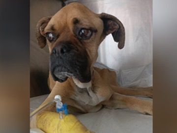 Θλίψη: Πέθανε η Νίκη, το σκυλάκι που βρέθηκε σκελετωμένο στην Ηλεία - Η συγκινητική ανακοίνωση