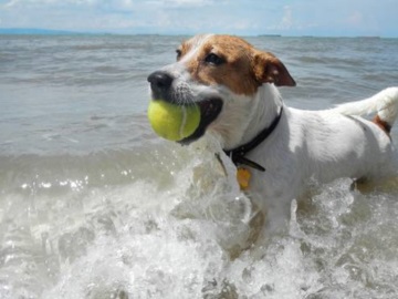 Σκύλος στη θάλασσα – Τι επιτρέπεται βάσει νόμου (βίντεο)