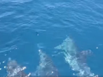 Δελφίνια, δελφινάκια πάμε πιο γρήγορα... (βίντεο) 
