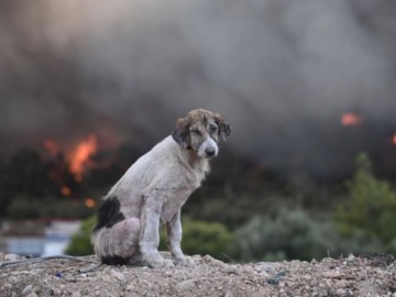 Ο θλιμμένος σκύλος ανάμεσα στις φλόγες - Viral η φωτογραφία από τις φωτιές στην Οινόη