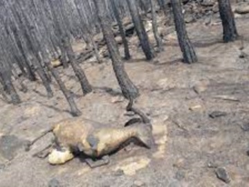 Ανυπολόγιστη καταστροφή από τις φωτιές - Απανθρακώθηκαν ζώα και κάηκαν χιλιάδες εκτάσεις γης (vid)