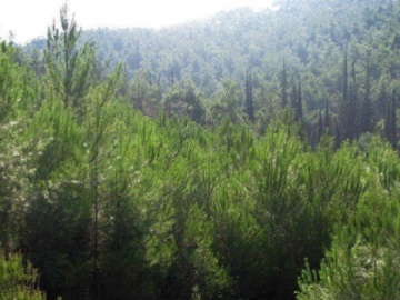 Πως ξαναγεννιούνται από τις στάχτες τους τα μεσογειακά δάση