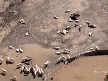 Κακοκαιρία Daniel: Απέραντο νεκροταφείο ζώων ο θεσσαλικός κάμπος - Εικόνες σοκ από ψηλά