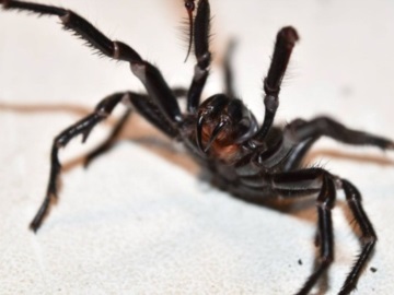 Αυστραλία: Bρέθηκε η μεγαλύτερη αρσενική και πιο δηλητηριώδης αράχνη στον κόσμο