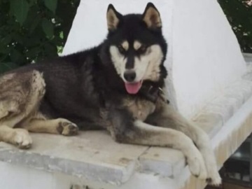 Διπλή κατεπείγουσα Εισαγγελική παραγγελία για έρευνα για το θάνατο του σκύλου στην Αράχωβα