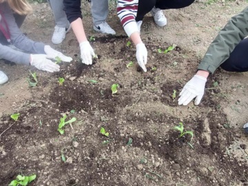 Αίγινα: Εκπαιδευτική δράση με δημιουργία λαχανόκηπου στο 2ο Γυμνάσιο Αίγινας.  