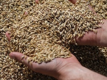 Η Ρωσία λέει πως παρέδωσε 200.000 τόνους σιτηρών δωρεάν σε 6 χώρες της Αφρικής