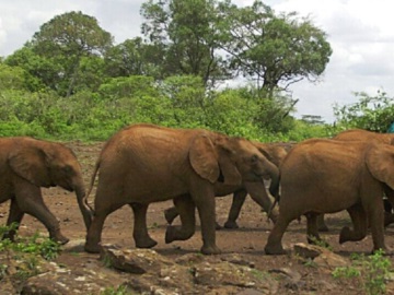 Μποτσουάνα: Ο πρόεδρος της χώρας απειλεί να στείλει 20.000 ελέφαντες στη Γερμανία