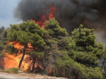 Νωρίς οι δασικές πυρκαγίες φέτος - Την προσοχή όλων μας εφιστά η Πυροσβεστική Διοίκηση Πελοποννήσου 