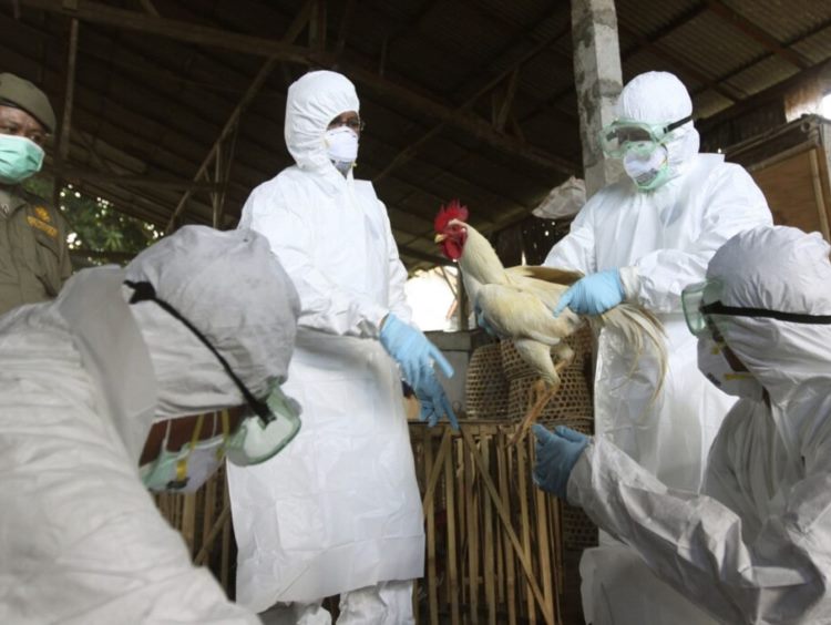 ΠΟΥ: H μετάδοση της γρίπης των πτηνών σε ανθρώπους αποτελεί πηγή μεγάλης ανησυχίας