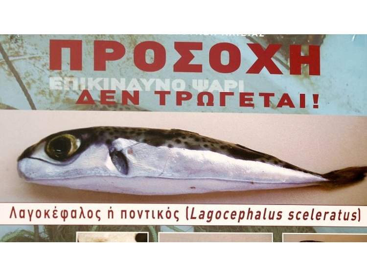 Εξαιρετικά τοξικό το ψάρι λαγοκέφαλος