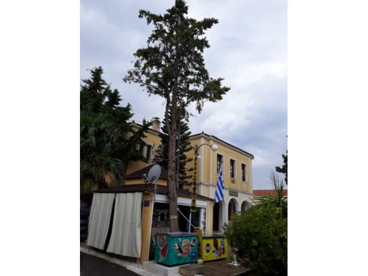 Δέντρο απειλεί περίπτερο και πεζούς στην Κυψέλη Αίγινας